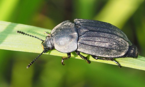 Sad Carrion Beetle, photo 5 of 8