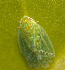 Kallitaxila granulata