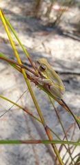 Litoria cooloolensis