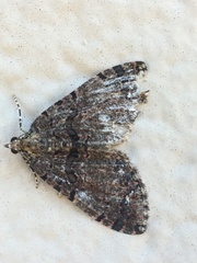 Hydriomena albifasciata