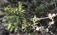 Melaleuca acuminata