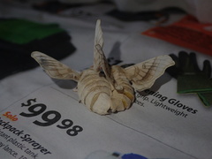 Bombyx mori