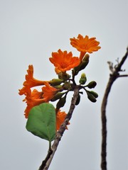 Cordia dodecandra