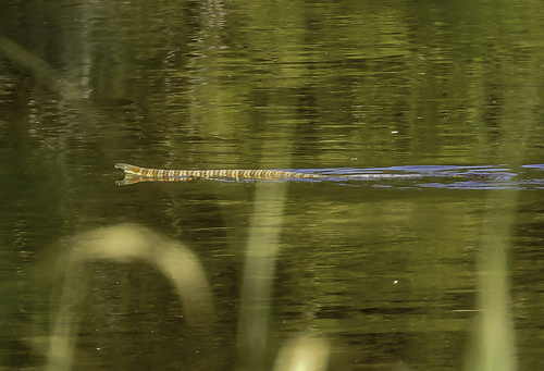 Tiger Snake sighting