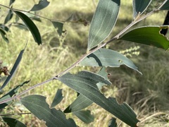 Acacia blakei blakei