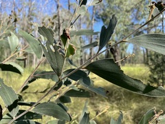 Acacia blakei blakei