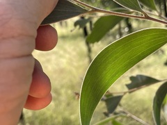 Acacia blakei blakei