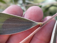 Acacia blakei blakei