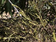 Pultenaea densifolia