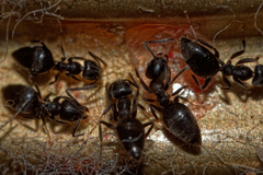 Technomyrmex albipes