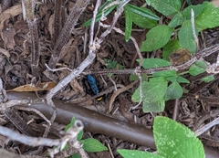 Laeviscolia frontalis