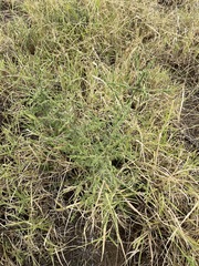 Psydrax oleifolia
