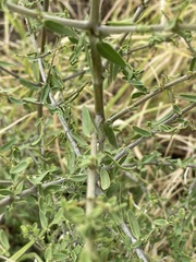 Psydrax oleifolia