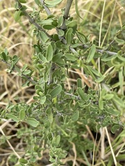 Psydrax oleifolia