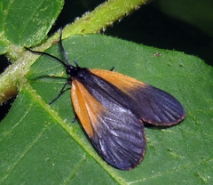 Pyromorpha dimidiata