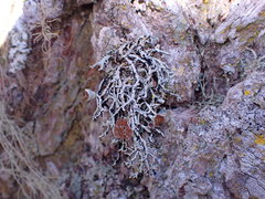 Hypogymnia duplicata