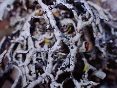 Hypogymnia duplicata