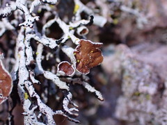 Hypogymnia duplicata