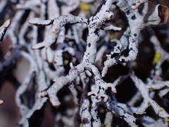 Hypogymnia duplicata