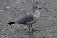 Larus delawarensis