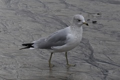 Larus delawarensis