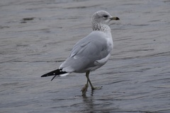 Larus delawarensis
