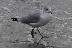 Larus delawarensis