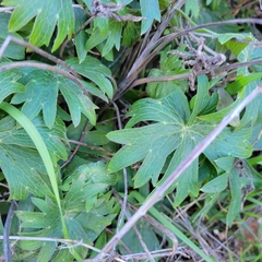 Delphinium cardinale