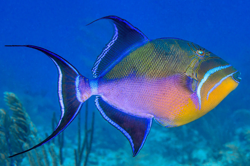 Queen triggerfish edible saltwater fish reef inaturalist