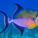 Queen Triggerfish - Photo (c) François Libert, some rights reserved (CC BY-NC-SA)