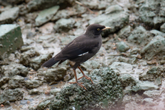 Acridotheres cristatellus