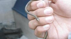 Thamnophis proximus rutiloris