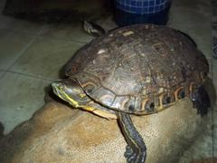 Trachemys venusta cataspila