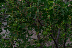 Sonneratia caseolaris