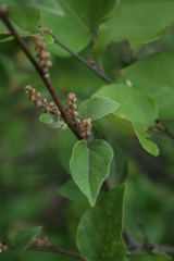 Croton niveus