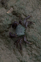 Metopograpsus quadridentatus