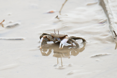 Macrophthalmus tomentosus