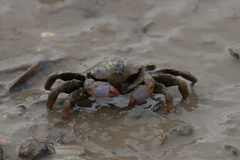 Macrophthalmus definitus