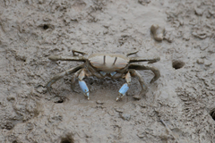 Macrophthalmus tomentosus