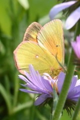 Colias christina