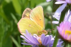 Colias christina