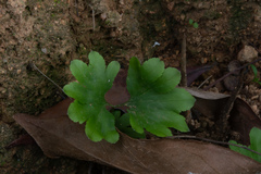 Lygodium japonicum