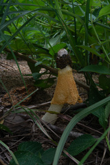 Phallus lutescens