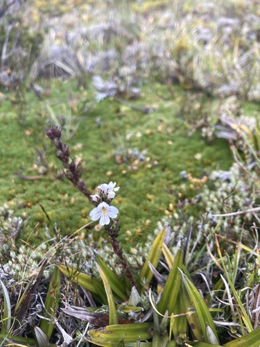 Euphrasia hookeri (Euphrasia hookeri)