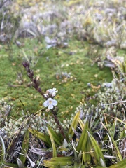 Euphrasia hookeri