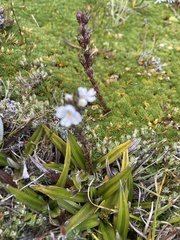 Euphrasia hookeri
