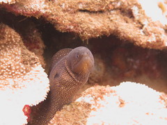 Gymnothorax johnsoni