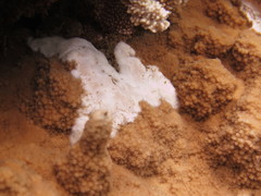 Montipora patula