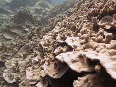 Montipora capitata