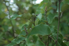 Croton niveus
